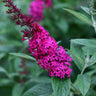 Miss Molly Butterfly Bush