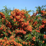 Mohave Pyracantha (Firethorn) Shrub