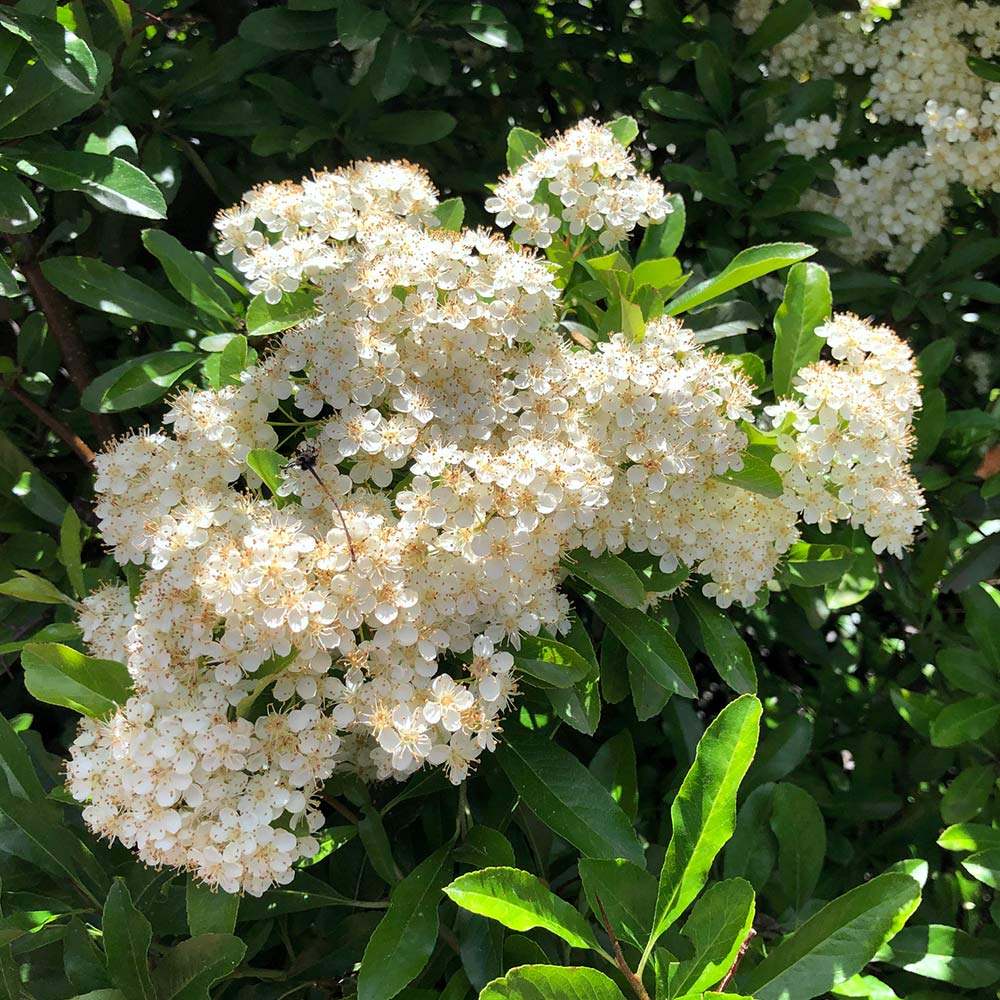 Mohave Pyracantha Bushes for Sale – FastGrowingTrees.com