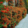 Mohave Pyracantha (Firethorn) Shrub