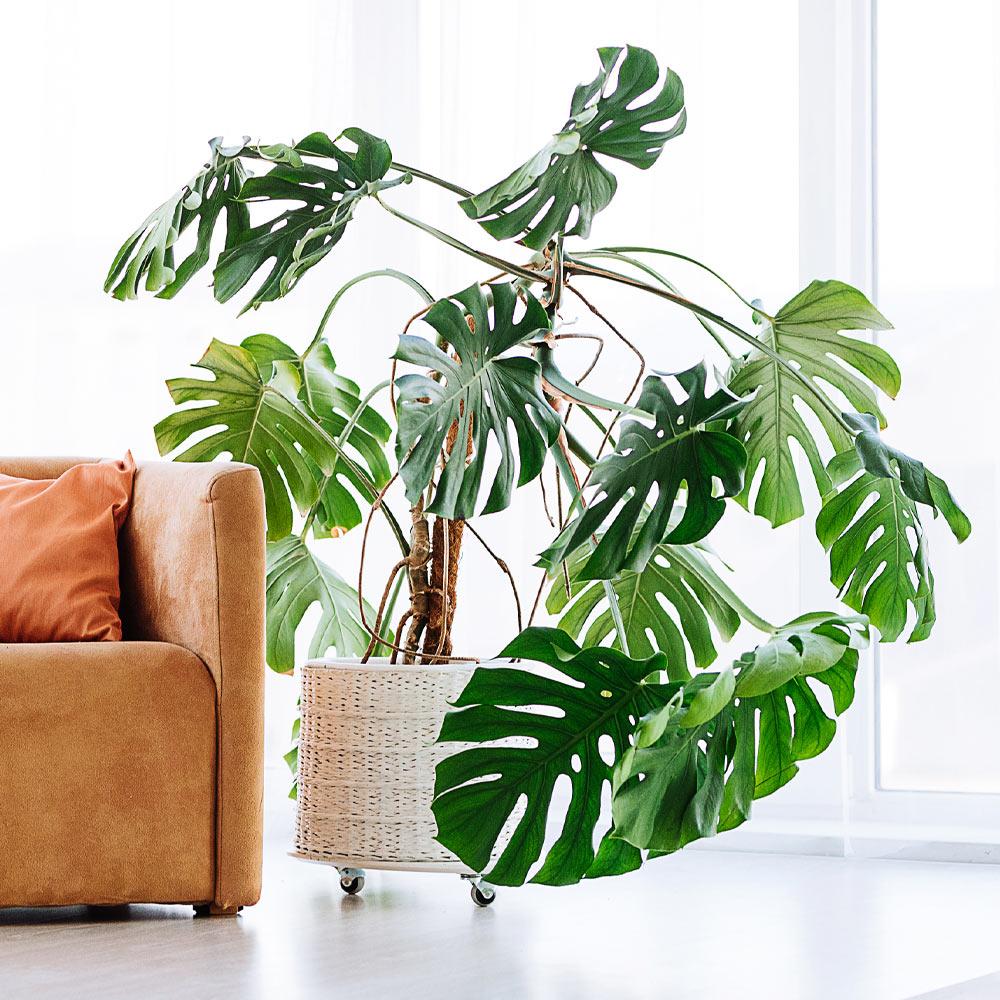 Monstera Deliciosa Swiss Cheese Plant Seeds