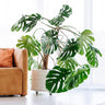 Monstera Deliciosa (Swiss Cheese Plant)