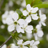 Montmorency Cherry Tree