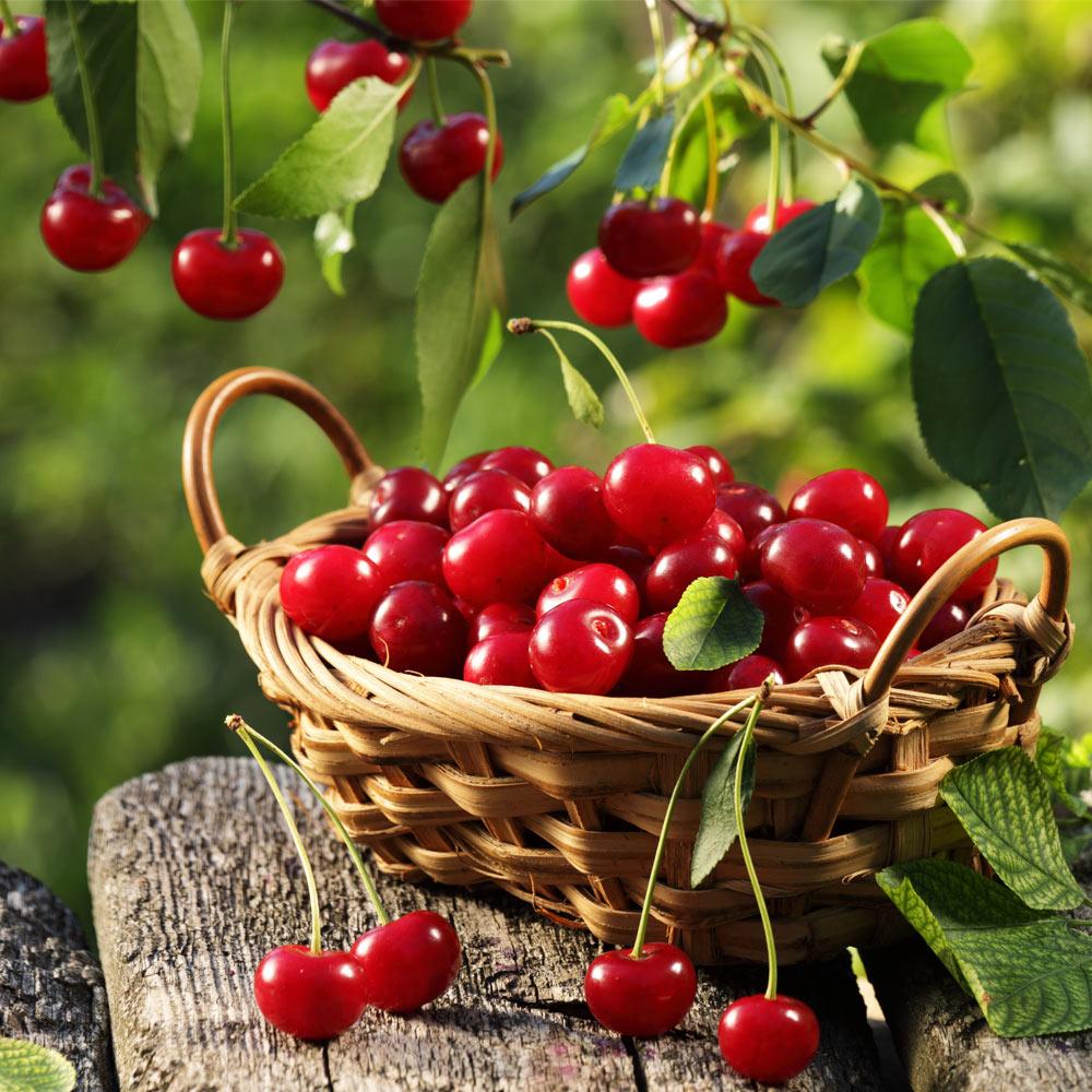 Montmorency Cherry Tree