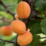 Moorpark Apricot Tree