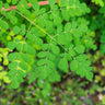 Moringa Tree