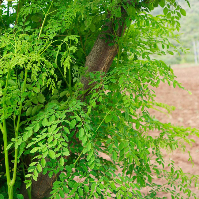 Moringa Trees For Sale Fastgrowingtrees Com