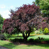 Mount St. Helens® Plum Tree