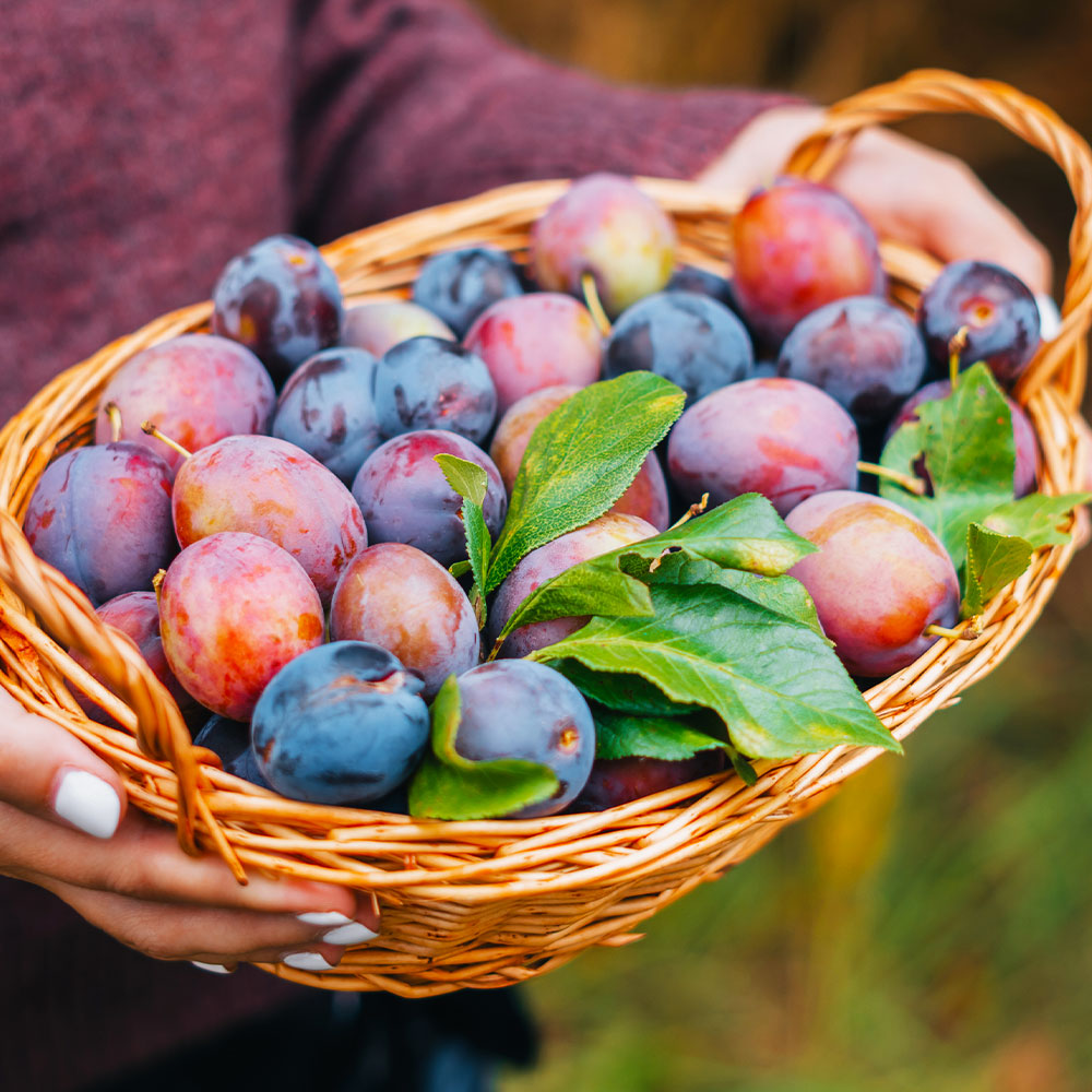 Artificial Plum Fruit Black Burgundy