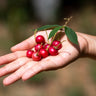 Strawberry Tree