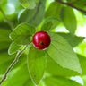 Strawberry Tree