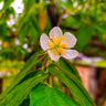 Strawberry Tree