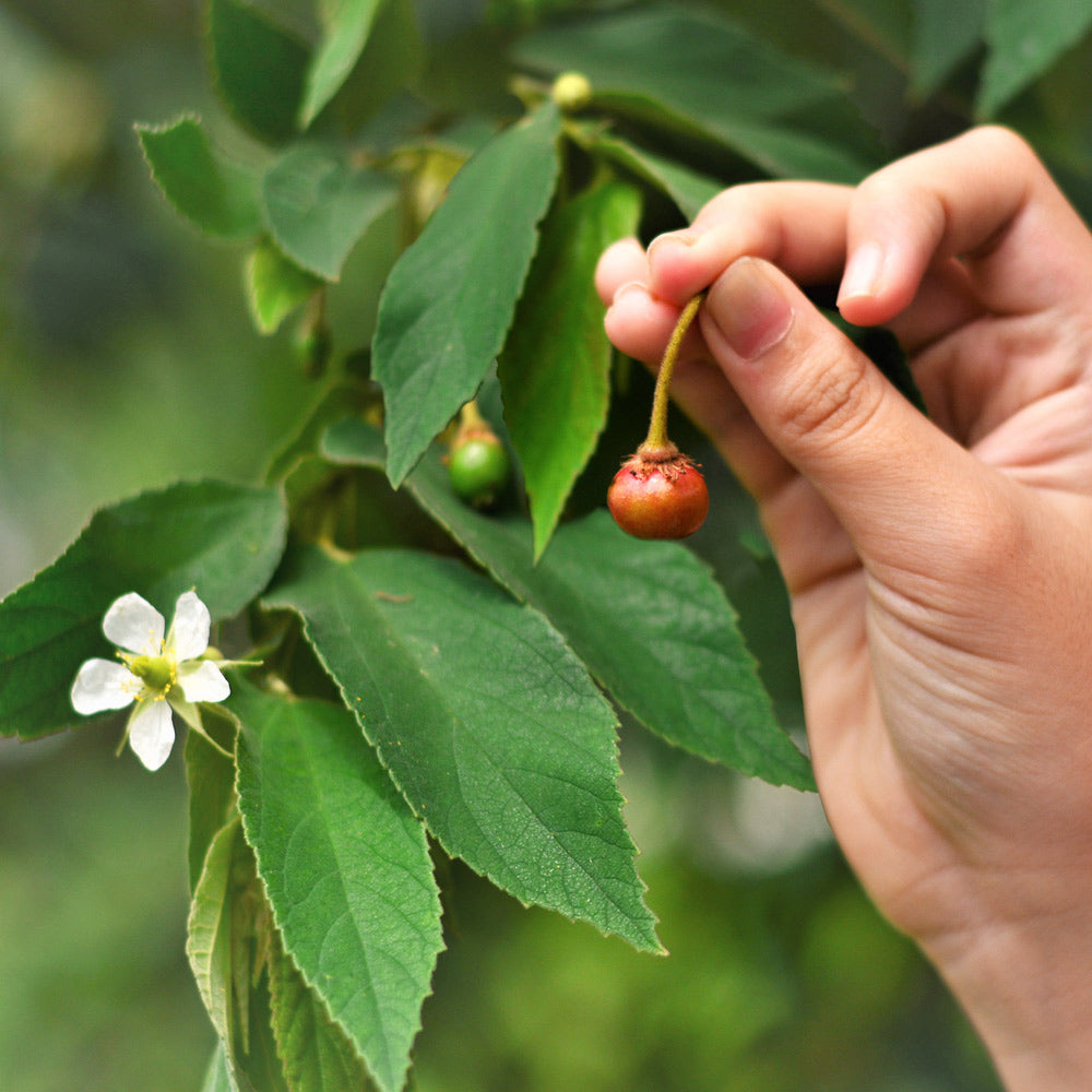 Strawberry Tree