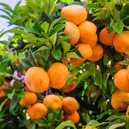 honey tangerine tree near me