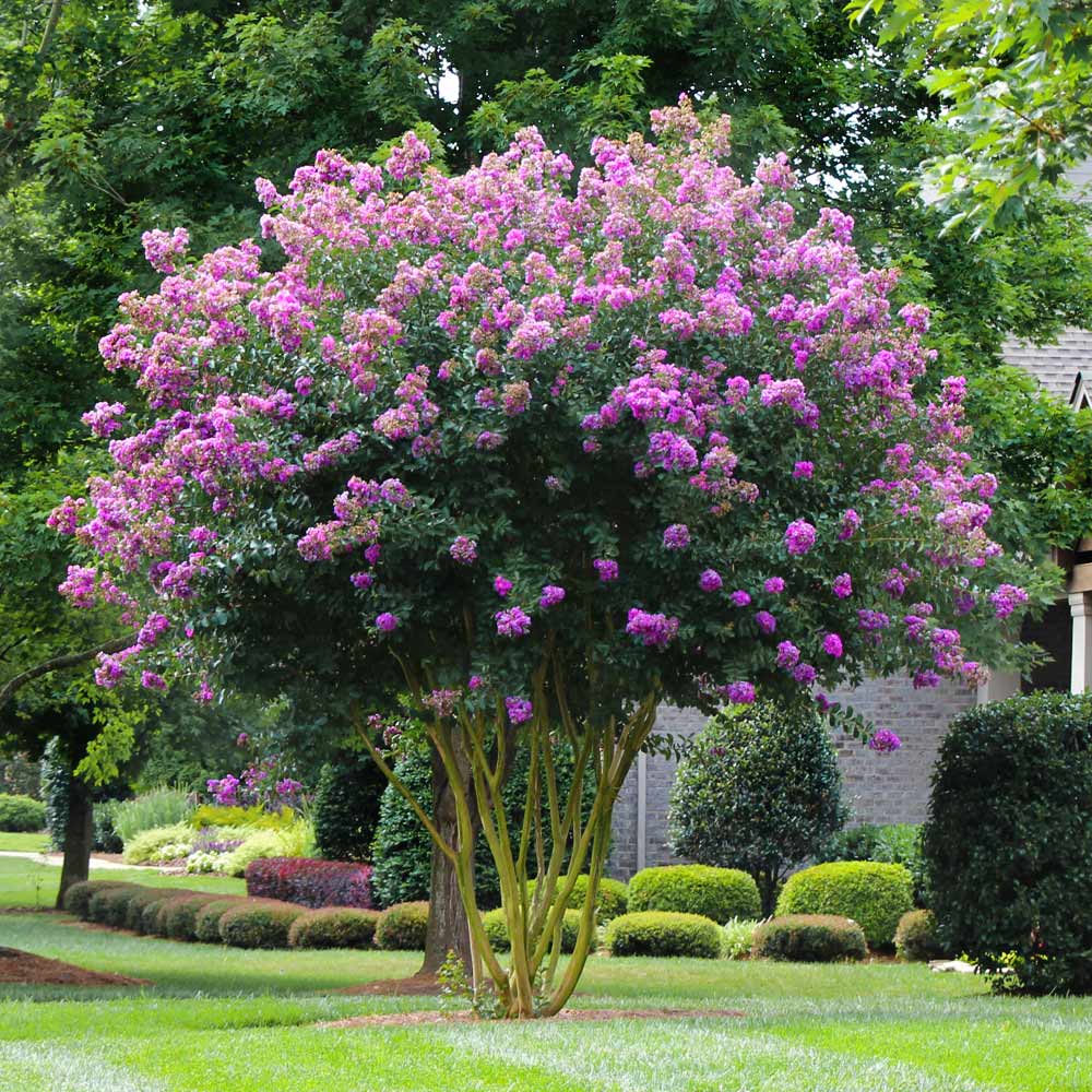 Muskogee Crape Myrtle Trees for Sale 