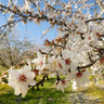 NE Plus Almond Tree