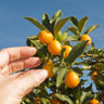 Nagami Kumquat Tree