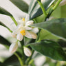 Nagami Kumquat Tree