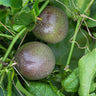 Nancy Garrison Passion Fruit Vine