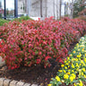 Fire Power Nandina Shrub