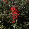 Heavenly Bamboo Nandina Shrub