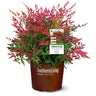 Obsession™ Nandina Shrub