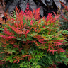 Obsession Nandina Shrub