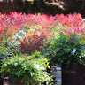 Obsession Nandina Shrub