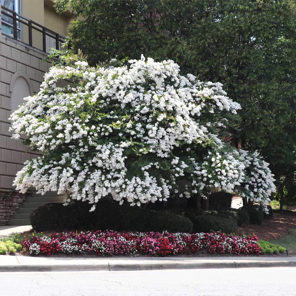 39 Best White Flowering Trees for Your Garden and Landscaping