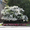 Natchez Crape Myrtle Tree