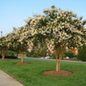 Natchez Crape Myrtle Tree