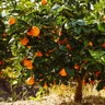 Navel Orange Tree