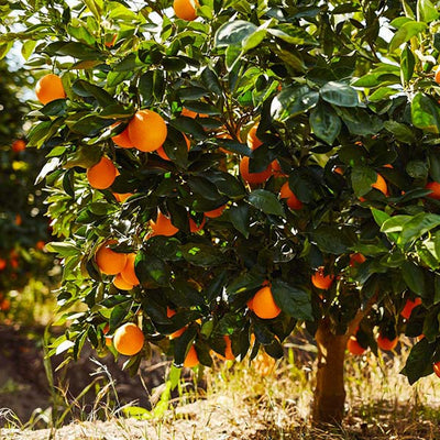 orange fruit trees