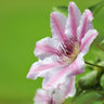 Nelly Moser Clematis Vine