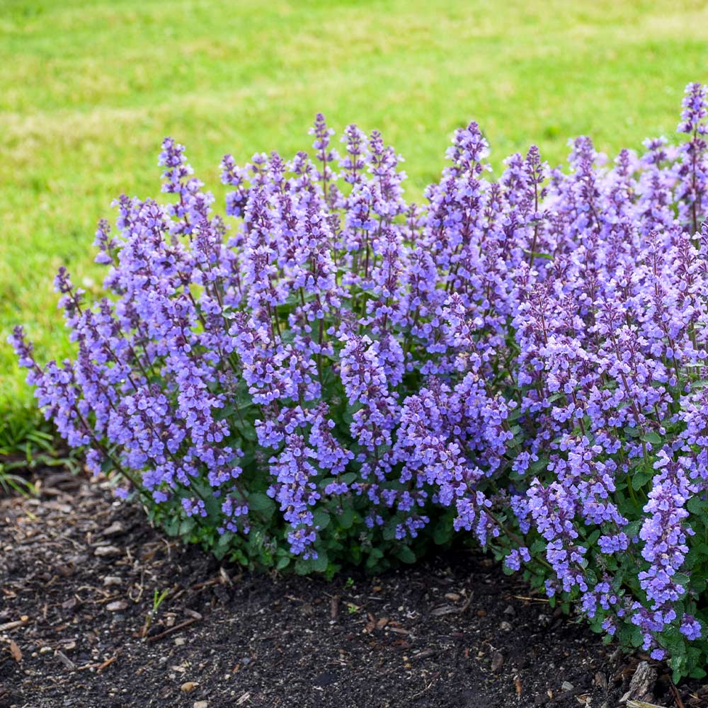 Nepeta 'Cat's Pajamas' (Catmint)