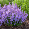 Nepeta 'Cat’s Pajamas' Catmint