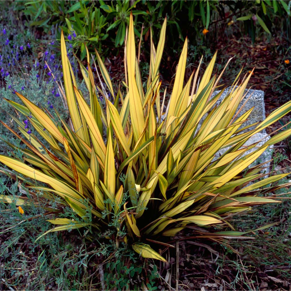 New Zealand Flax