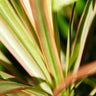 New Zealand Flax Plant