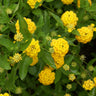 New Gold Lantana