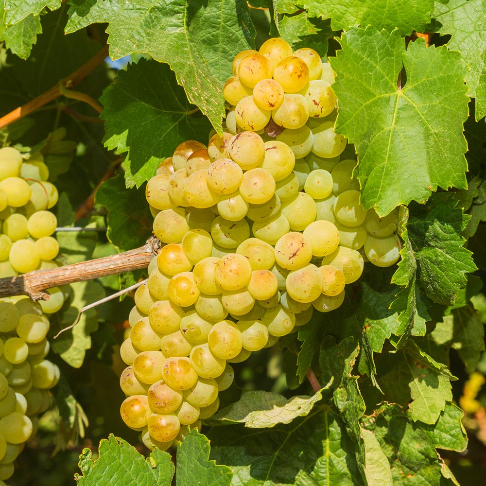 Buy Online Niagara Grape Vine Plants for Fresh Eating, Jams & WIne