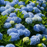 Nikko Blue Hydrangea