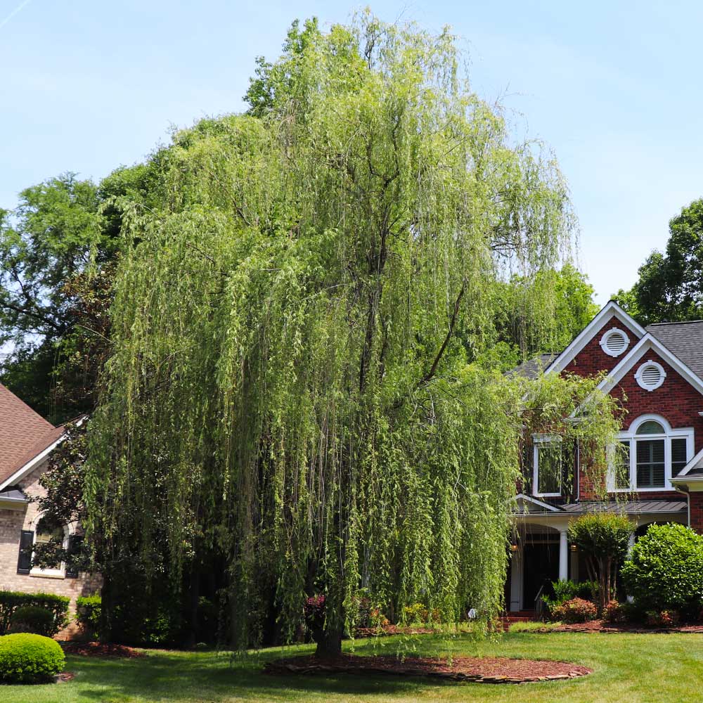 Scarlet Curly Willow | Scarlet Curls Willow is a stunning ornamental tree  grown in zones 4-9. It's known for its unique curly branches and vibrant  red