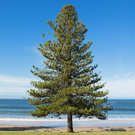 Norfolk Island Pine Trees For Sale Fastgrowingtrees Com