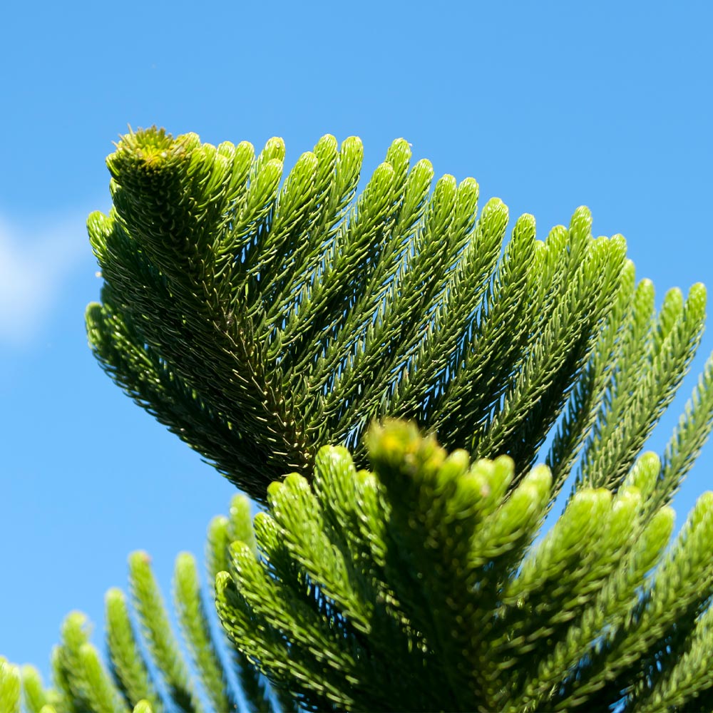 Norfolk Island Pine Trees For Sale