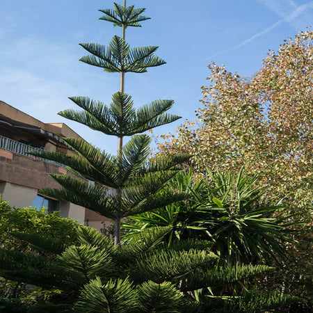 Norfolk Island Pine Trees For Sale Fastgrowingtrees Com