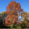 Northern Red Oak Tree