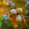 Northern Red Oak Tree