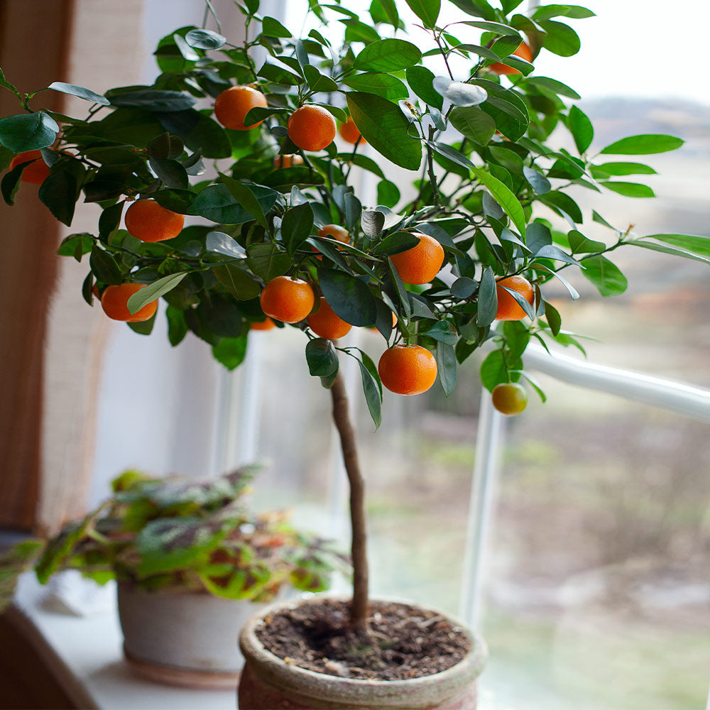 Organic Clementine Mandarins