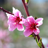 Indian Free White Peach Tree in California