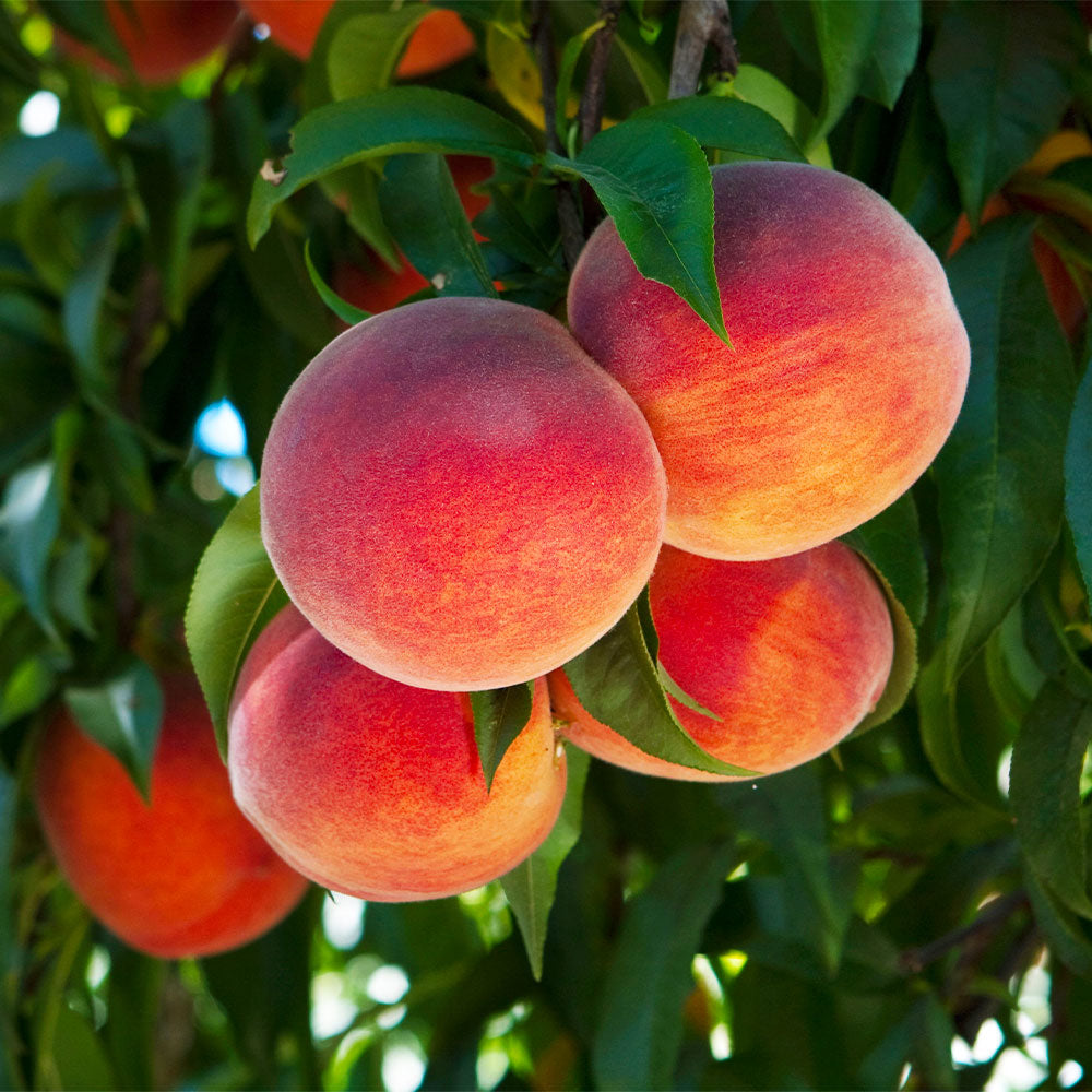 O'Henry Peach Tree